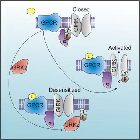 girk|G protein